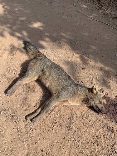 Crab-eating Fox