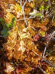 Pinguicula villosa