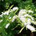 Mimosa caesalpiniifolia - Photo (c) Claudio Oliveira Lim…, μερικά δικαιώματα διατηρούνται (CC BY-SA)