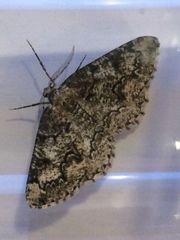 Cleorodes lichenaria