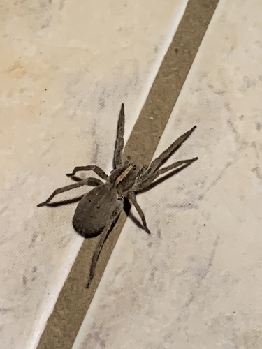 Centroctenus brevipes