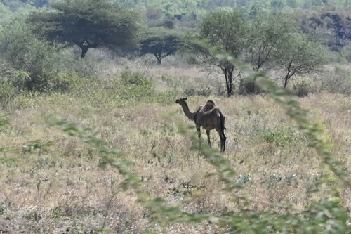 Dromedary Camel