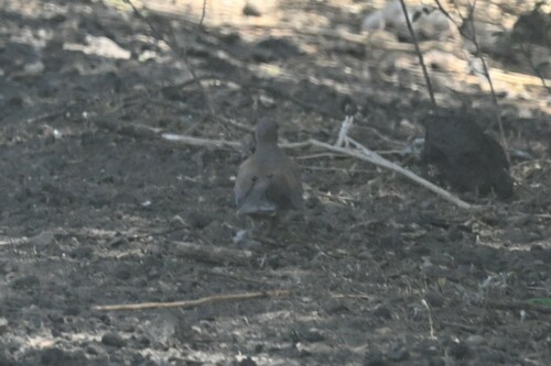Laughing Dove