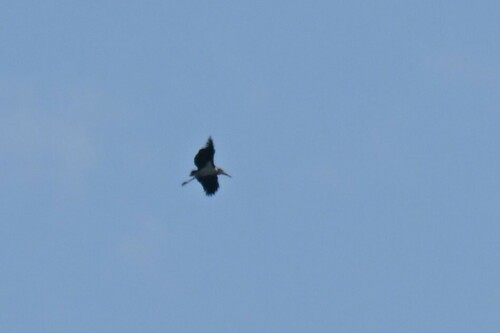 Marabou Stork