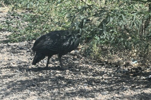 Helmeted Guineafowl