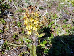 Pedicularis oederi