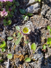 Erigeron humilis