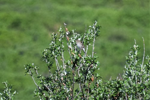 Tordo di Baird (Catharus minimus)