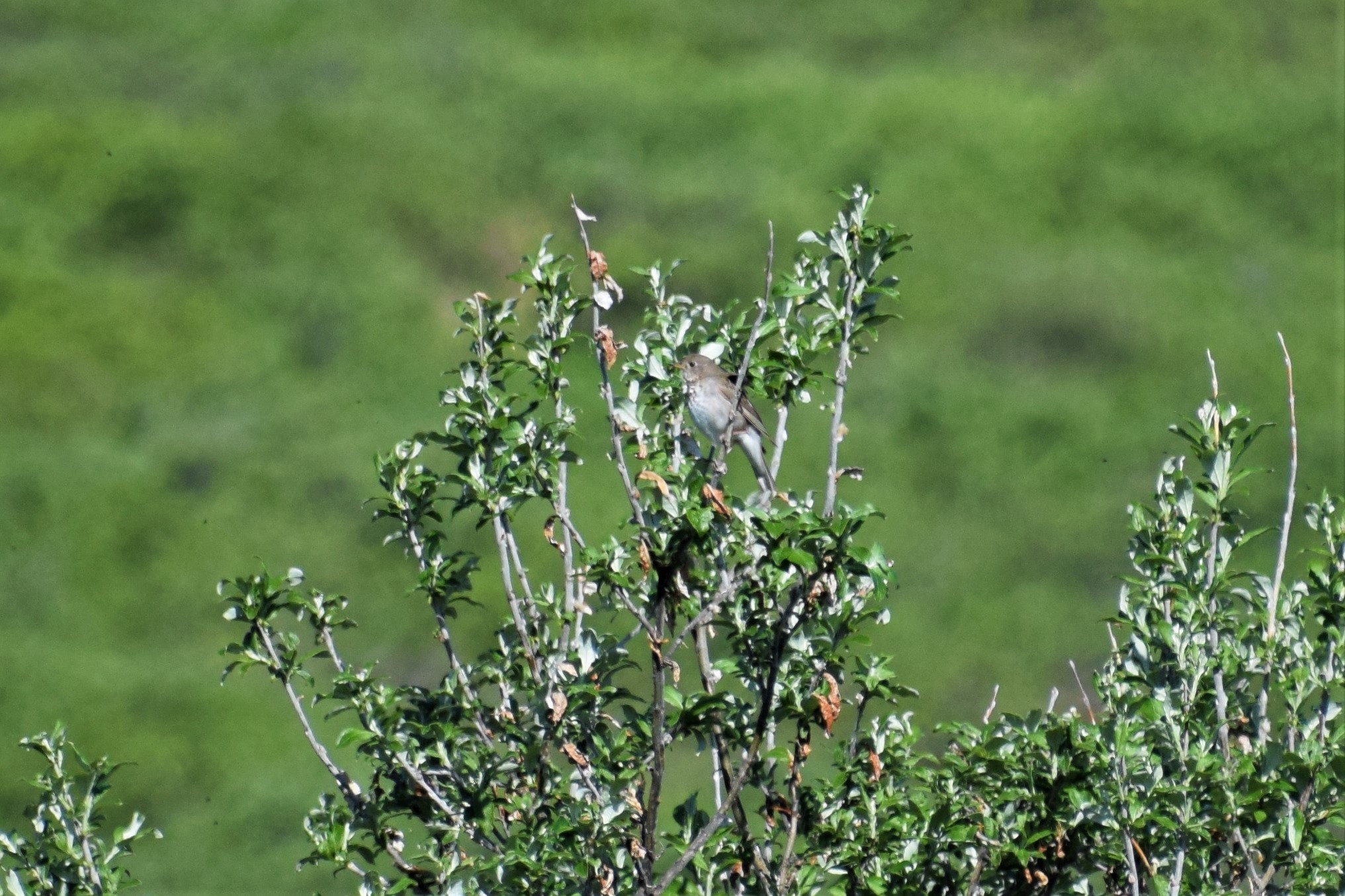Grey-cheeked Thrush (Catharus minimus)