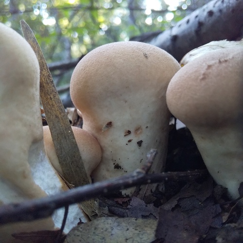 Calvatia craniiformis