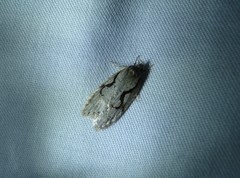 Semioscopis packardella
