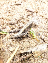 Chloealtis conspersa