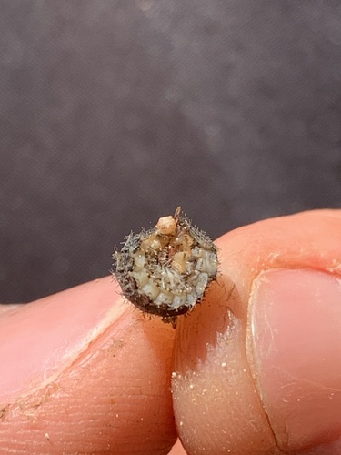 Golden Tortoise Beetle