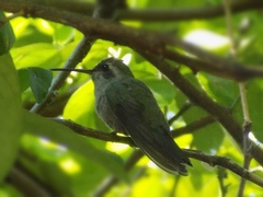 Cynanthus latirostris