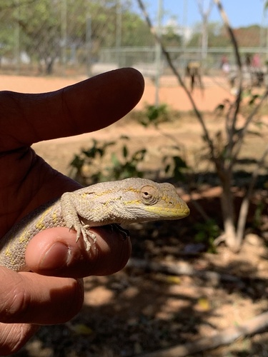 Brazilian Monkey Lizard