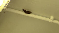 Entomogramma fautrix