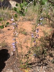 Penstemon comarrhenus