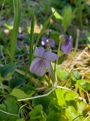 Viola langsdorffii