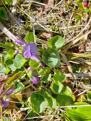 Viola langsdorffii