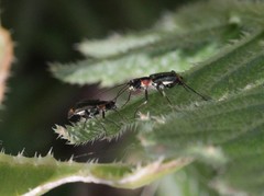 Axinotarsus pulicarius