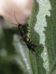 Axinotarsus pulicarius
