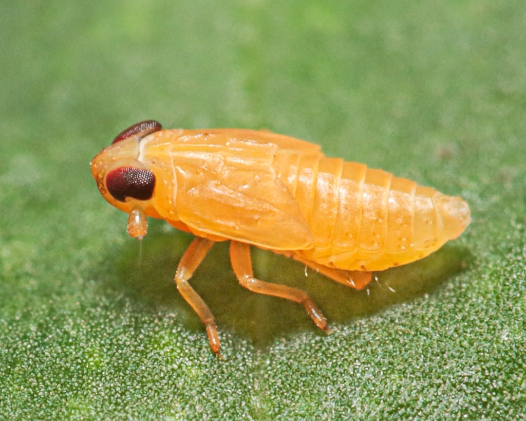 Kelisia irregulata