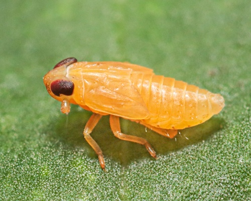 Kelisia irregulata
