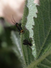 Axinotarsus pulicarius