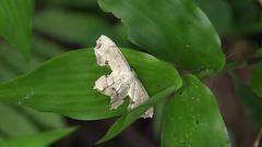 Dysaethria flavistriga