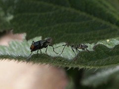 Axinotarsus pulicarius