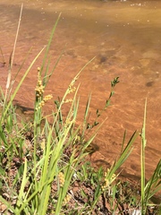 Carex aurea