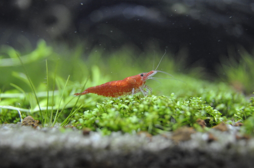 Neocaridina davidi (Bouvier, 1904)