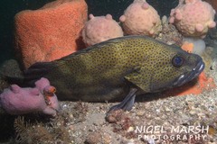 Acanthistius ocellatus