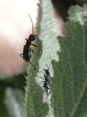 Axinotarsus pulicarius