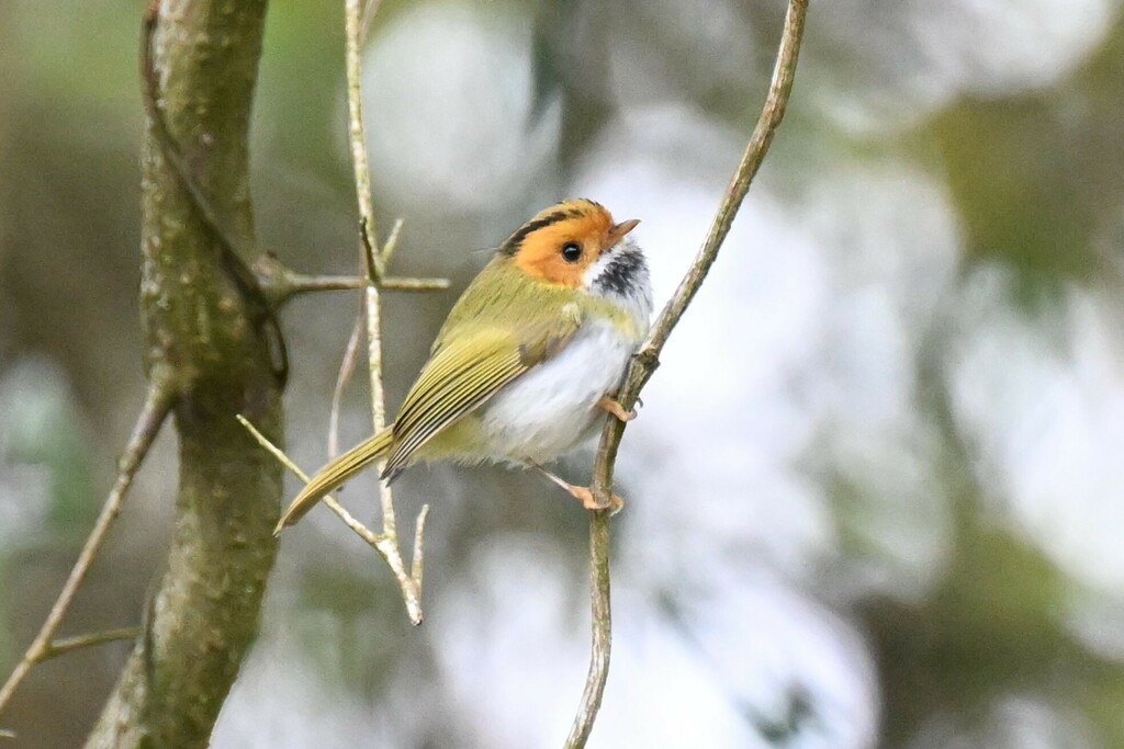 Rufous-Faced Warbler