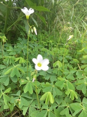 Oxalis tetraphylla