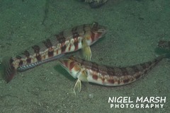 Parapercis nebulosa