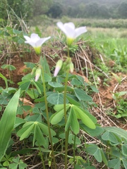 Oxalis tetraphylla