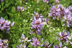 Astragalus distortus