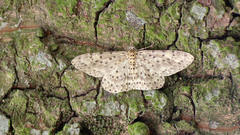 Percnia fumidaria
