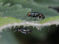 Axinotarsus pulicarius