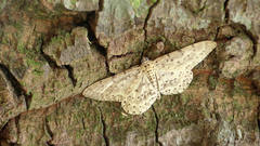 Percnia fumidaria