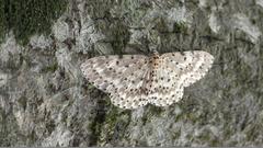 Percnia fumidaria