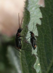 Axinotarsus pulicarius