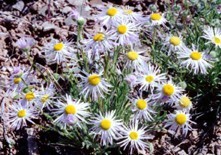 basin fleabane (Erigeron pulcherrimus)