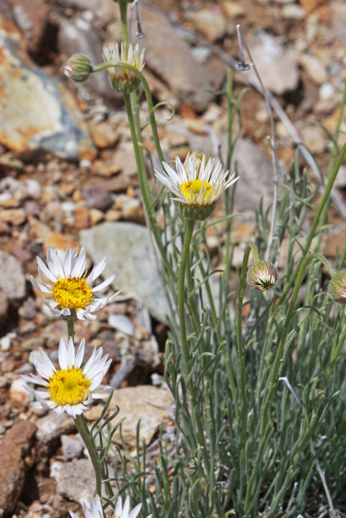 Basin Fleabane