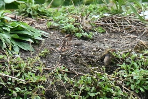Little Bunting