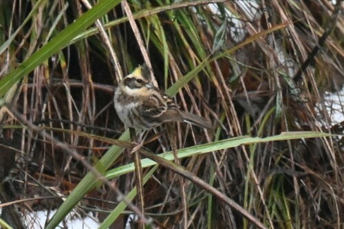 Yellow-throated Bunting