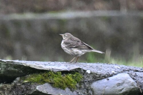 Siberian Pipit