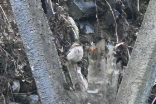 Russet Sparrow
